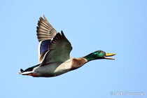 Vögel im Flug - Flugaufnahmen