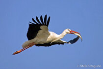 Vögel im Flug - Flugaufnahmen
