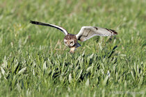 Vögel im Flug - Flugaufnahmen