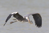 Vögel im Flug - Flugaufnahmen