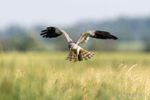 Vögel im Flug - Flugaufnahmen