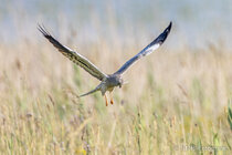 Vögel im Flug - Flugaufnahmen