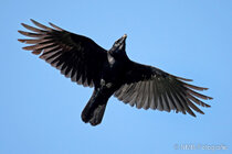 Vögel im Flug - Flugaufnahmen