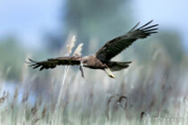 Vögel im Flug - Flugaufnahmen