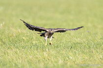 Vögel im Flug - Flugaufnahmen
