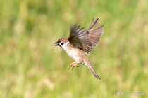 Vögel im Flug - Flugaufnahmen