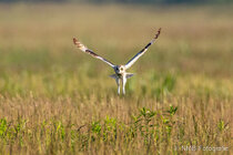 Vögel im Flug - Flugaufnahmen
