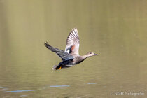Vögel im Flug - Flugaufnahmen
