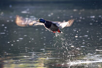 Vögel im Flug - Flugaufnahmen