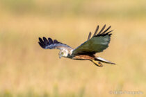 Vögel im Flug - Flugaufnahmen