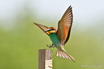 Vögel im Flug - Flugaufnahmen