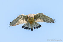 Vögel im Flug - Flugaufnahmen