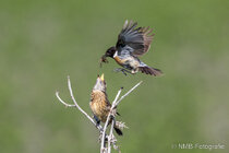 Vögel im Flug - Flugaufnahmen