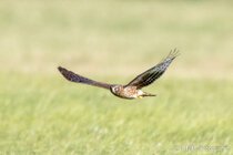 Vögel im Flug - Flugaufnahmen