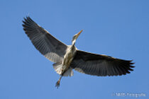 Vögel im Flug - Flugaufnahmen