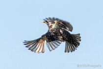 Vögel im Flug - Flugaufnahmen