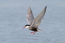 Vögel im Flug - Flugaufnahmen