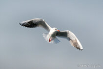 Vögel im Flug - Flugaufnahmen