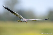 Vögel im Flug - Flugaufnahmen