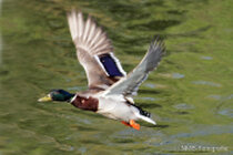 Vögel im Flug - Flugaufnahmen