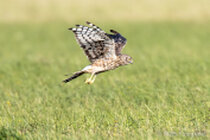 Vögel im Flug - Flugaufnahmen