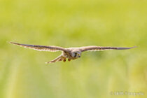 Vögel im Flug - Flugaufnahmen