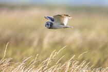 Vögel im Flug - Flugaufnahmen