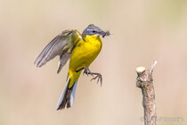 Vögel im Flug - Flugaufnahmen