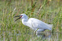 Seidenreiher