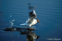 Möwe, Seeschwalbe