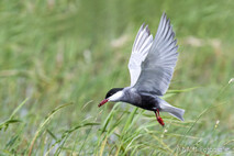 Möwe, Seeschwalbe