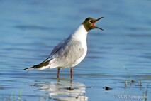 Möwe, Seeschwalbe