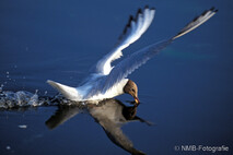 Möwe, Seeschwalbe
