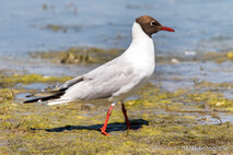 Möwe, Seeschwalbe