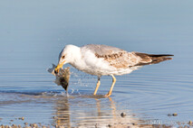 Möwe, Seeschwalbe