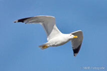 Möwe, Seeschwalbe