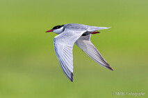 Möwe, Seeschwalbe