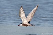 Möwe, Seeschwalbe