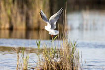Möwe, Seeschwalbe