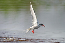 Möwe, Seeschwalbe