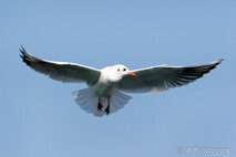 Möwe, Seeschwalbe