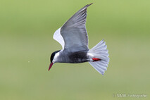 Möwe, Seeschwalbe