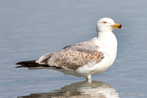 Möwe, Seeschwalbe