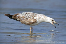 Möwe, Seeschwalbe