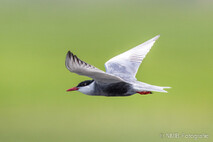 Möwe, Seeschwalbe