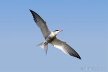 Möwe, Seeschwalbe