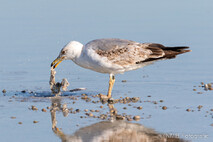 Möwe, Seeschwalbe