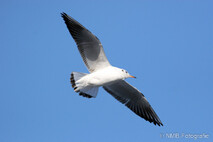 Möwe, Seeschwalbe