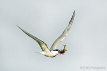 Möwe, Seeschwalbe