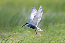 Möwe, Seeschwalbe